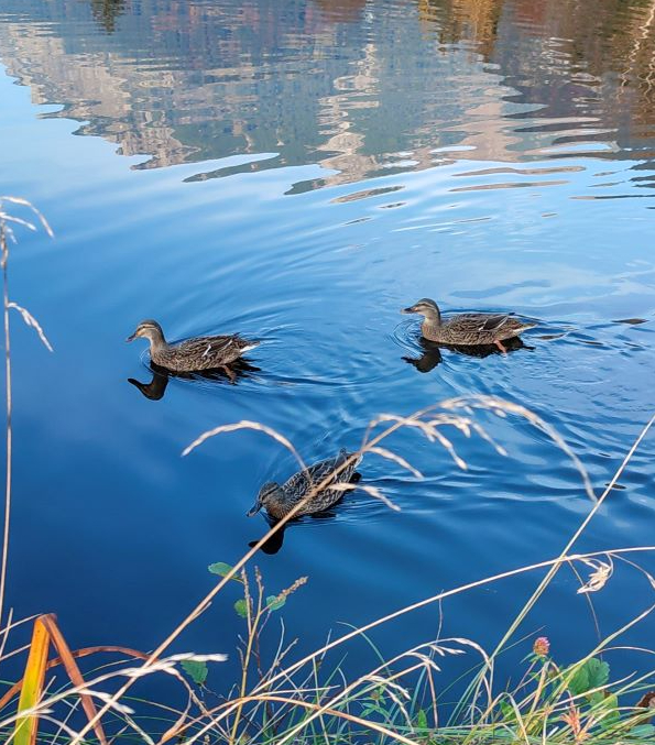 Moorweiher Oberstdorf Entenfamilie