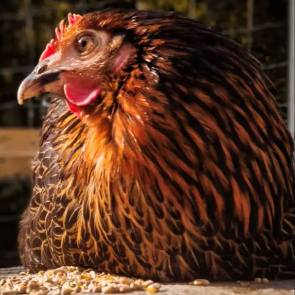 huhn-1.32.67f1054da018e