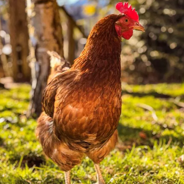Unser Huhn Cleopatra Unser Huhn Cleopatra