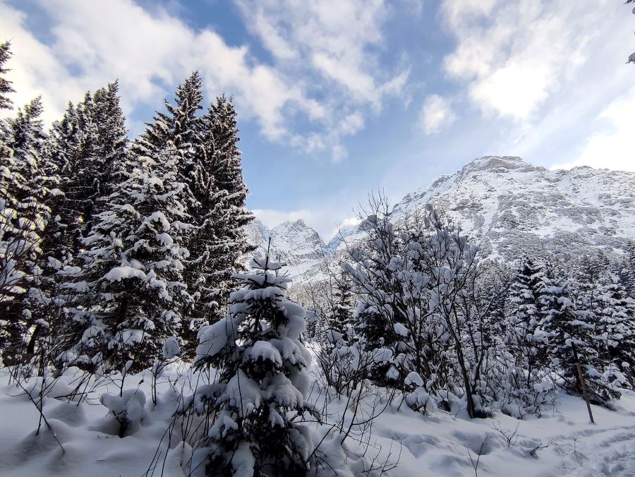 Kurzurlaub Oberstdorf: verschneite Tannen