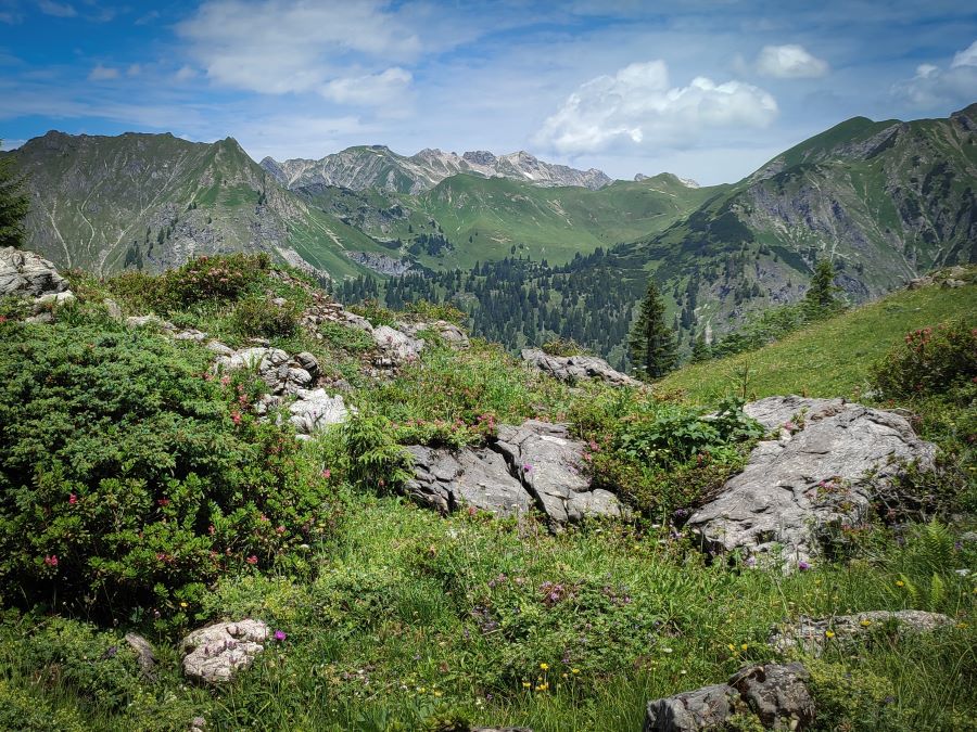 Hahnenköpfle Oberstdorf: Abstieg durch wunderschöne Bergwiesen