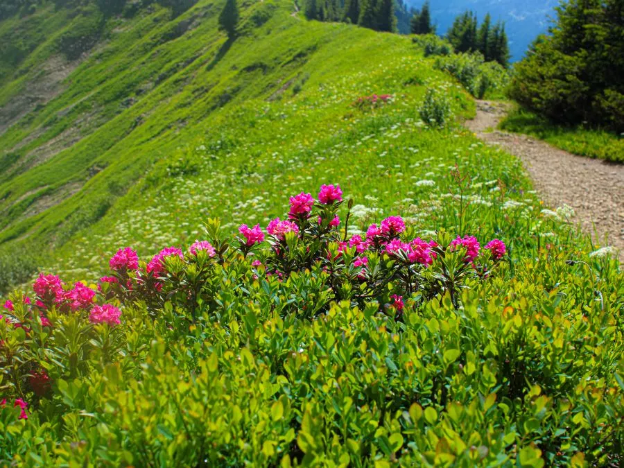 Alpenrosen am Weg