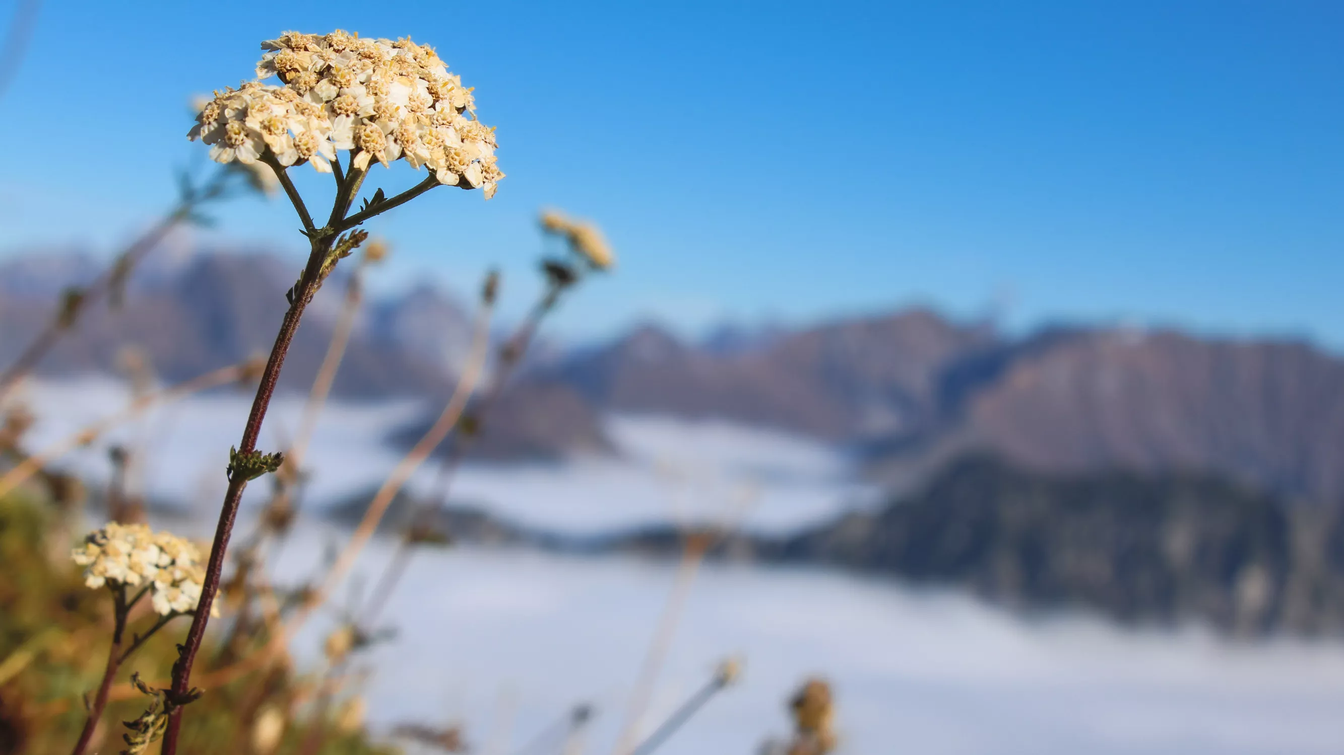 Obheiter am Fellhorn