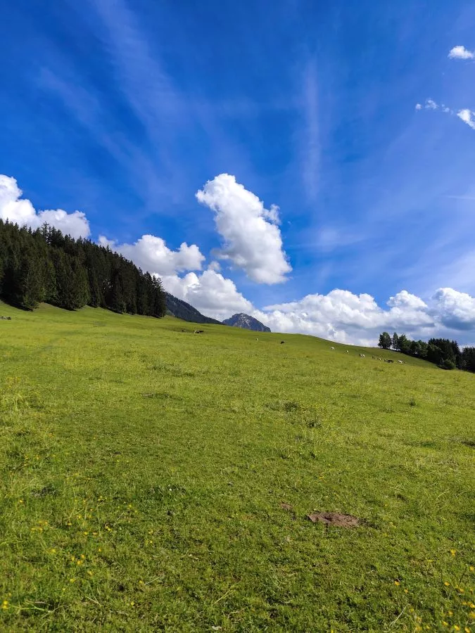 Auf der Kuhweide Auf der Kuhweide