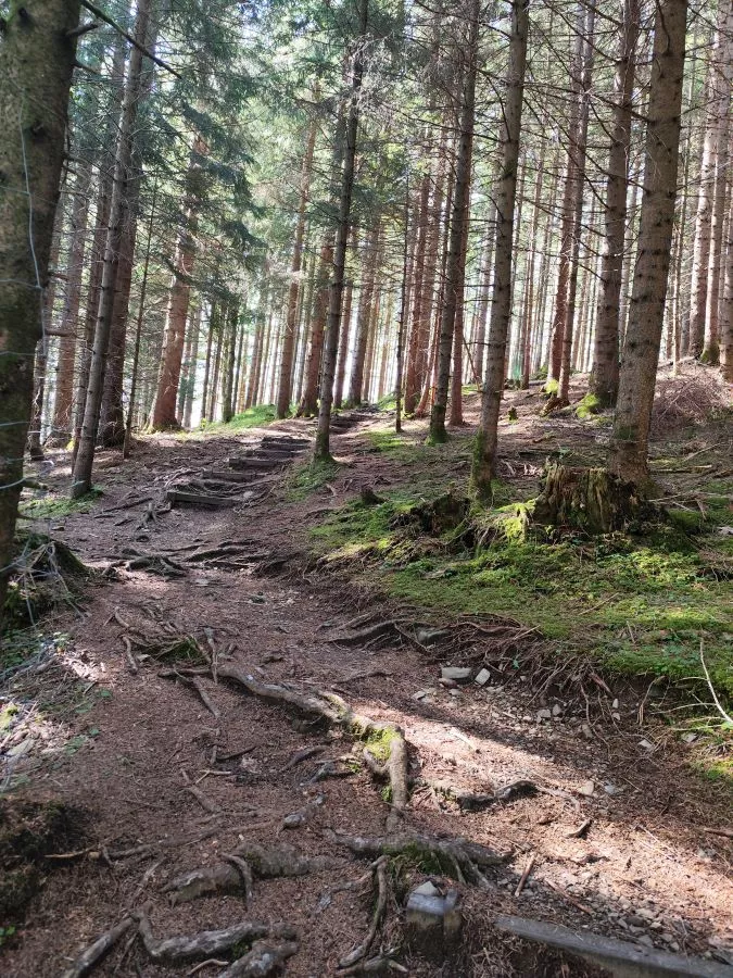 Weg im Waldstück Weg im Waldstück