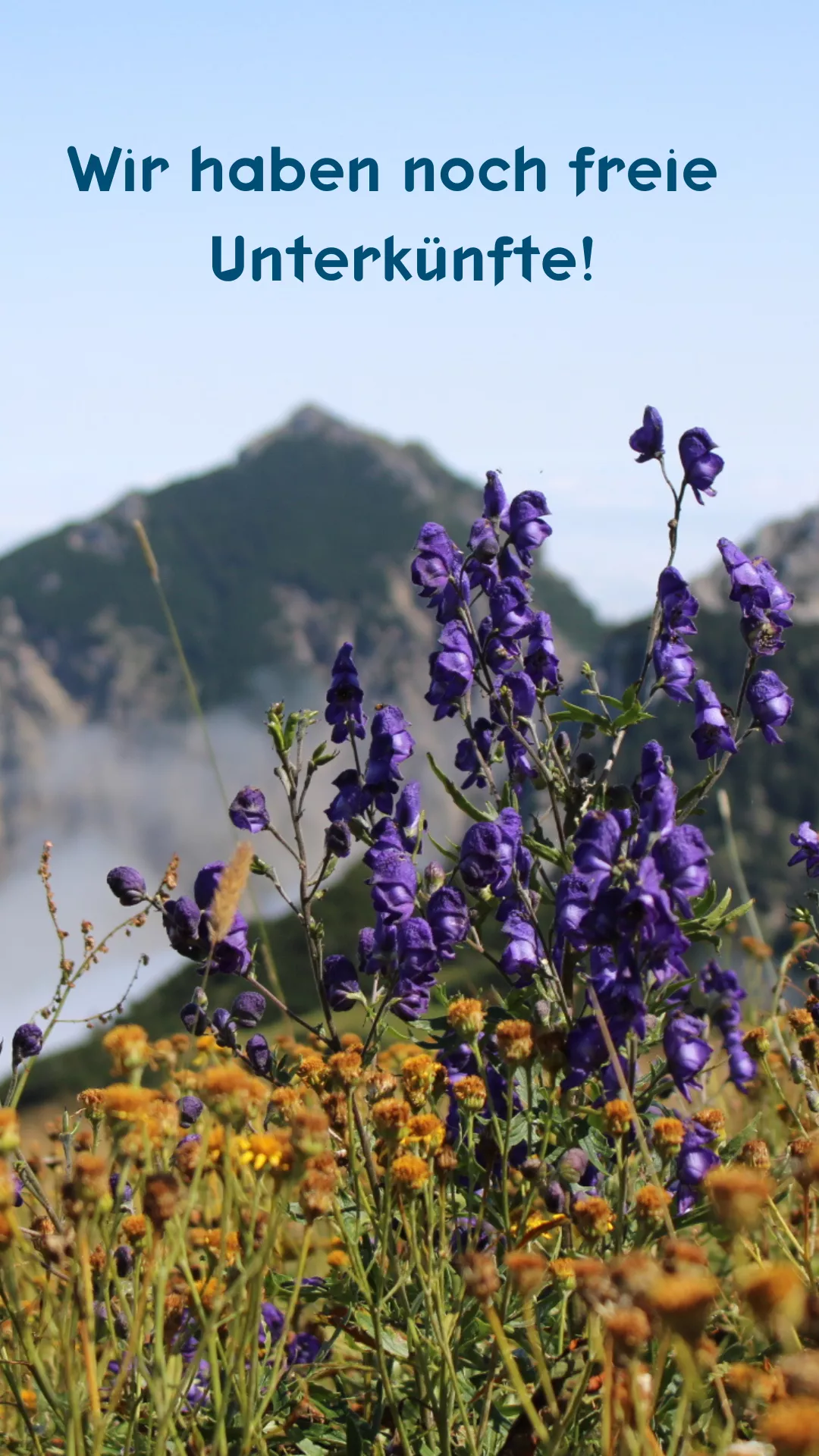 Viehscheidzeit im Allgäu