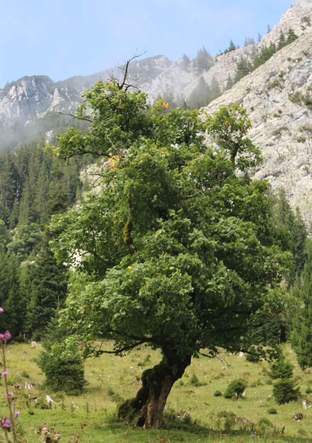Viehscheidzeit im Allgäu