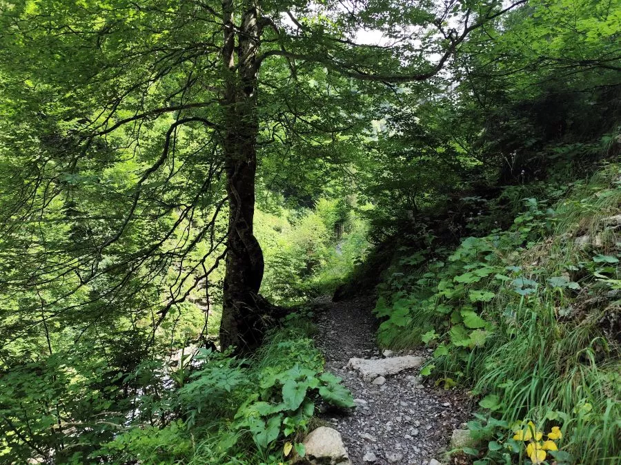 Traufbachtobel Oberstdorf Traufbachtobel Oberstdorf